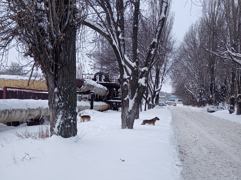 Две жительницы Саратова попали в больницу после нападения собак