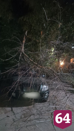 В Саратове рухнувшая ветка повредила автомобиль 