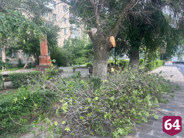 В сквере Саратова на подростка рухнула ветка дерева