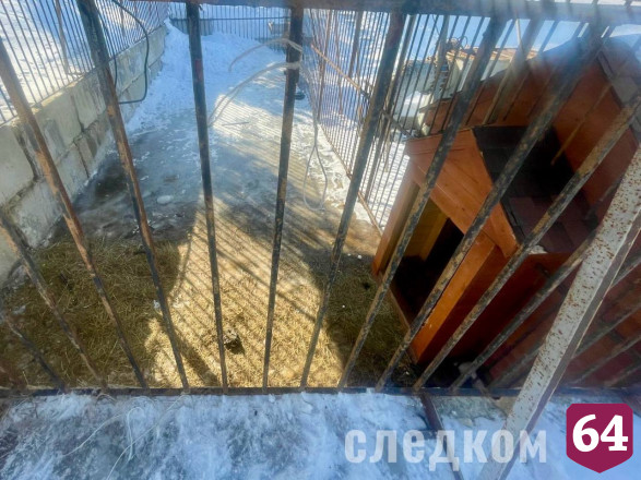В Саратове 14-летнюю девочку покусал лев
