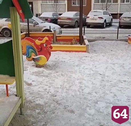 Саратовцы заметили лисицу на детской площадке
