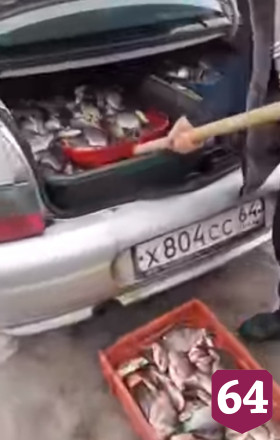 В Саратове водитель лопатой выгружал из багажника живую рыбу