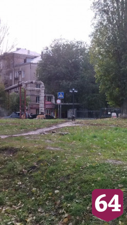 В районе Стрелки поселилась стая агрессивных собак