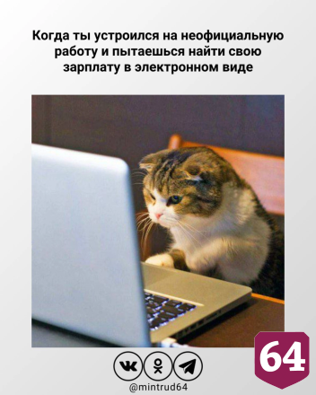 Котики из мемов назвали саратовцам минусы неофициального трудоустройства 