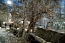 Саратовцы пожаловались на порчу деревьев коммунальщиками