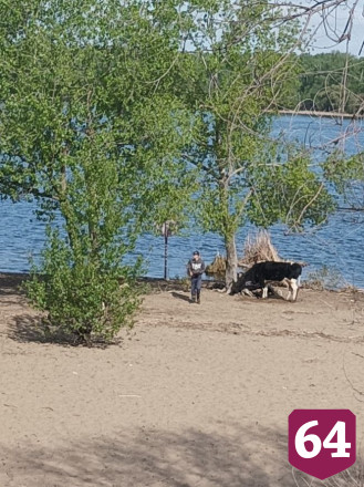 На пляже Энгельса загорают и выгуливают коров