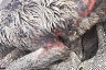 Зоозащитники рассказали о жестоком убийстве домашней собаки в Энгельсе