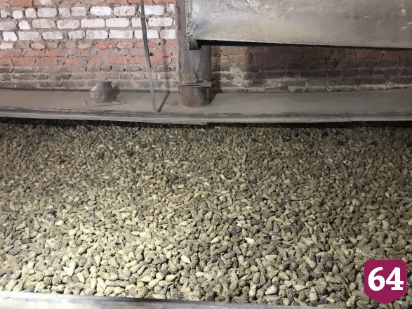 Под Саратовом переработают 57 тонн шишек из трех регионов