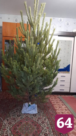 Жители Саратова объявили охоту за дешевыми новогодними елками