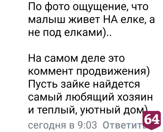 В Саратове щенок прячется в еловых лапах от агрессивных собак