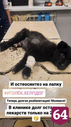 Жительница Саратова подобрала и выбросила щенка с 3-го этажа