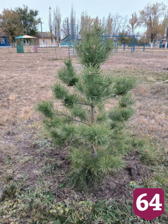 В детском лагере под Саратовом посадили липы и березы