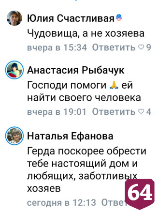 Саратовцев поразил взгляд сданной в приют домашней собаки