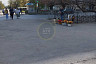Под Саратовом женщина ведрами собирала на продажу краснокнижные тюльпаны