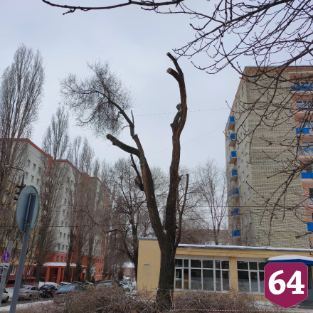 Жителей возмутил вид дерева в центре Саратова после опиловки