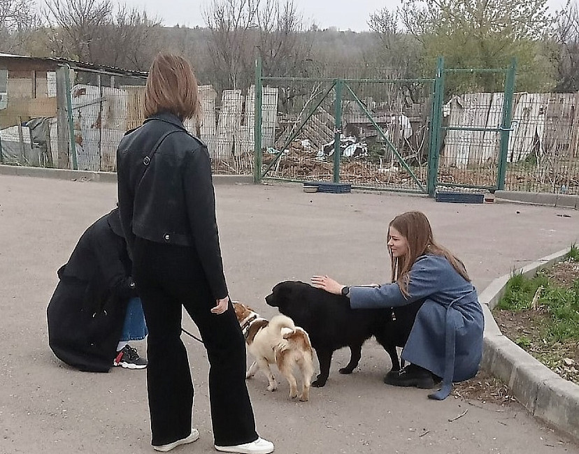 Саратовцам покажут мечтающих о доме собак из приюта