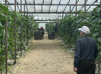 Под Саратовом за 45 миллионов рублей продают теплицу с огурцами и помидорами