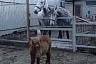 Саратовцев просят поиграть с осиротевшей пони 