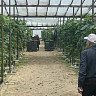 Под Саратовом за 45 миллионов рублей продают теплицу с огурцами и помидорами