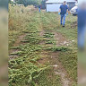 В «Газели» саратовца нашли 168 кустов конопли на зиму