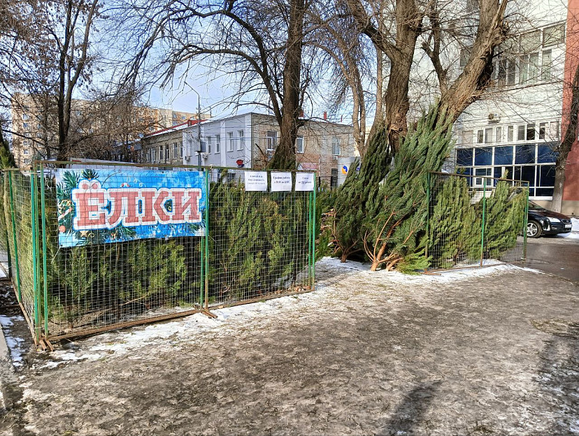 Саратовцы озвучили цены на новогодние елки