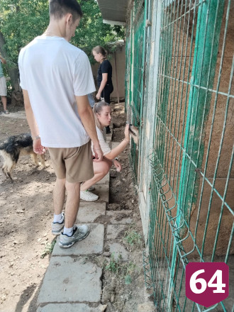 В саратовском приюте собаки «лопаются от счастья» при визитах детей