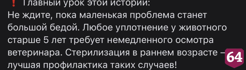 Саратовские ветеринары спасли кошку с огромными опухолями