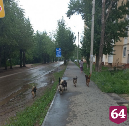 Саратовцы из-за бродячих собак обходят стороной мясные отделы