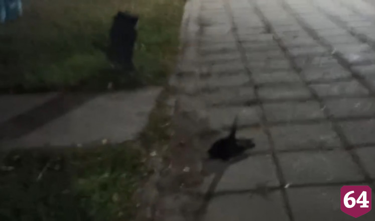 Ветеринары выясняют причину массовой гибели птиц в Саратовской области