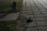 Ветеринары выясняют причину массовой гибели птиц в Саратовской области