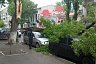 В центре Саратова дерево упало на машины и перегородило дорогу 