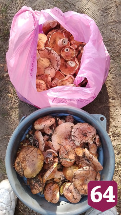 Саратовцы ведрами набрали грибы на Кумысной поляне