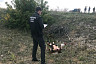 Прохожий нашел на дороге труп растерзанного быком пастуха 