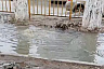Чиновники пообещали устранить потоп у школы в Энгельсе 