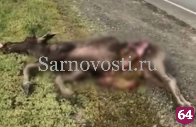 Водитель сбил лося под Саратовом и погиб