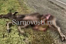 Водитель сбил лося под Саратовом и погиб