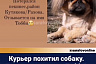 В Саратове доставщик еды похитил собаку 