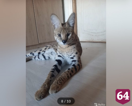Жители Саратова меняют котенка на машину за полмиллиона рублей