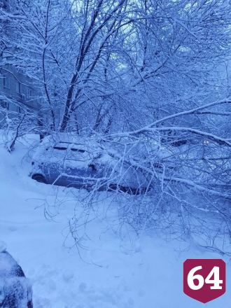 В Саратове заснеженное дерево рухнуло на припаркованную легковушку