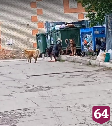 В Саратове стая бездомных собак загрызла пуделя 