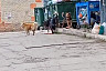 В Саратове стая бездомных собак загрызла пуделя 