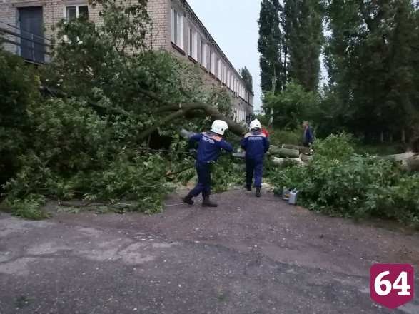 В Саратовской области ураган повалил 132 дерева