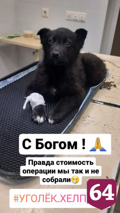 Жительница Саратова подобрала и выбросила щенка с 3-го этажа