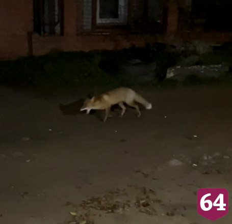 Жителей пугали появившейся в городе лисой