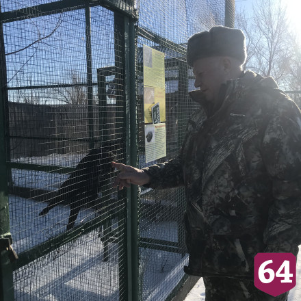 Под Саратовом лесной ворон разговаривает на иностранном языке
