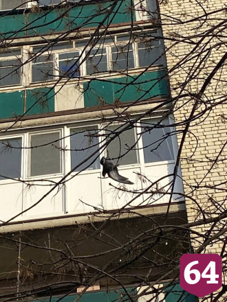 Жительница Саратова спасла повисшего на дереве голубя 
