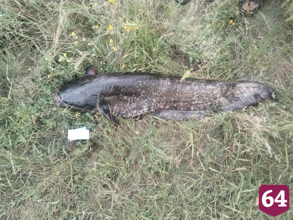 Саратовский рыбак поймал 15-килограммового сома на лягушку