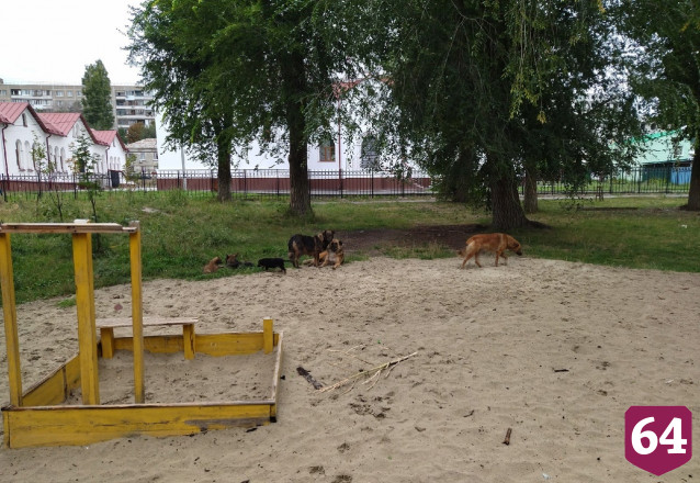 В Саратове бродячие собаки оккупировали детскую площадку 