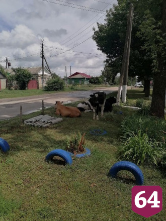 Саратовцев удивили коровы на городской улице