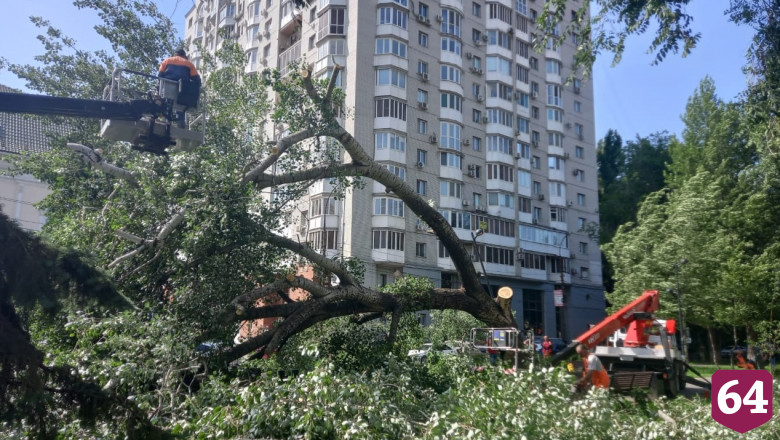 В Саратове из-за сильного ветра деревья упали на 3 автомобиля 